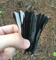 Fringilla coelebs