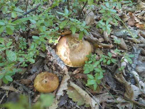 Matsutake
