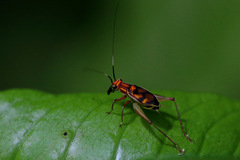 Phylloscyrtus