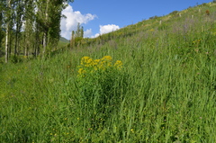 Euphorbia lamprocarpa