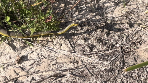 Common Tree Snake sighting