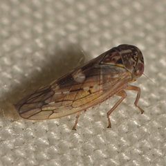 Idiocerus albolinea