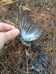 Fringilla coelebs