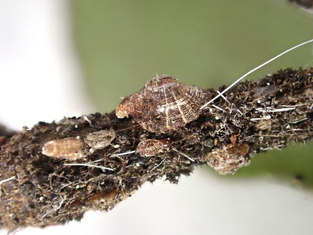 Solenophora