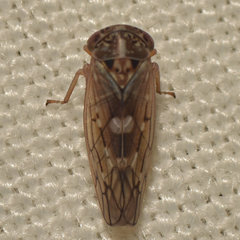 Idiocerus albolinea