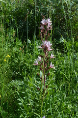 Dictamnus angustifolius