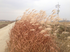 Miscanthus sinensis