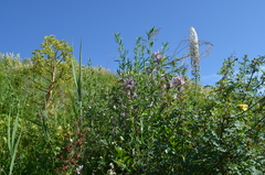 Dictamnus angustifolius