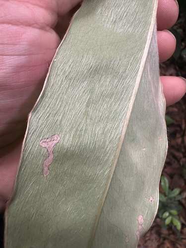 Diospyros argentea, photograph 5