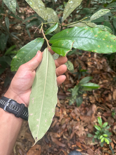 Diospyros argentea, photograph 6