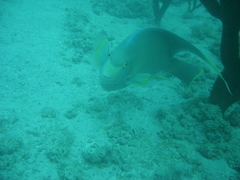 Holacanthus bermudensis