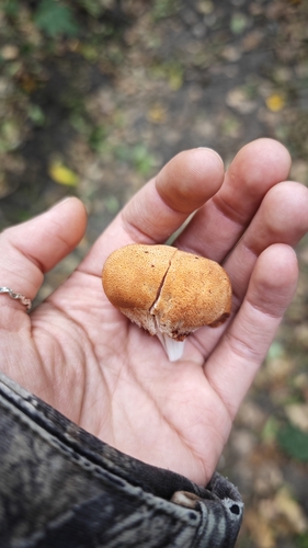 Beefsteak Polypore