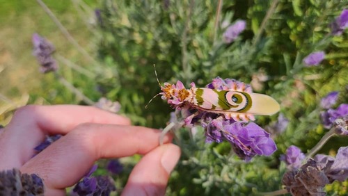 Common Spiny Flower Mantis