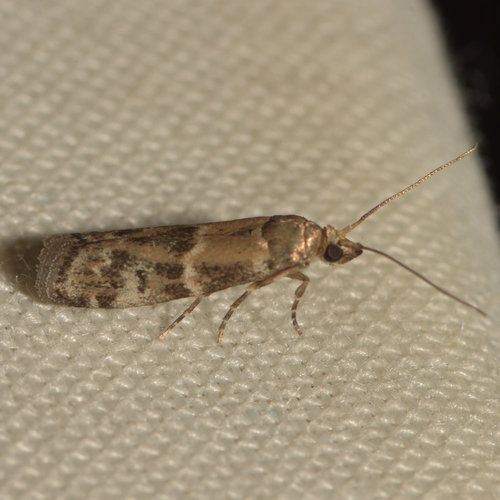 Brower's Vitula Moth