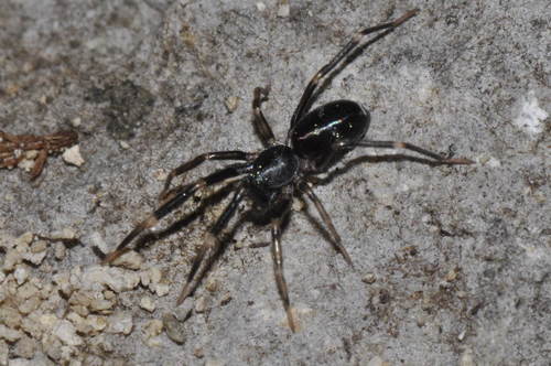 Liophrurillus flavitarsis