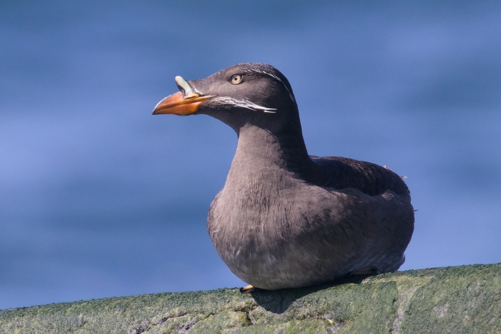 Rhinoceros Auklet