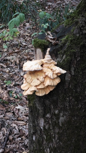 chicken of the woods