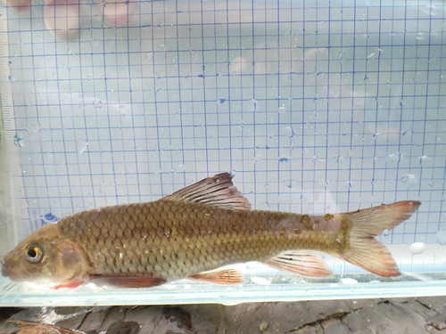 Taiwan barb (Acrossocheilus paradoxus) — Cyprinidae — 5