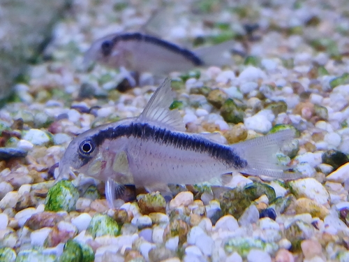 Corydoras arcuatus photo