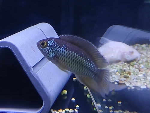 Dwarf goldeneye cichlid (Nannacara anomala) — Cichlidae — 5