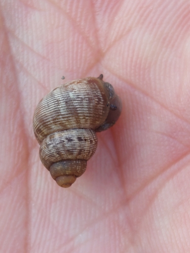 Pomatias elegans