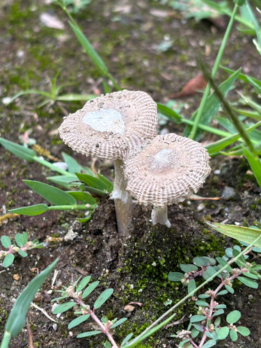 Amanita farinosa