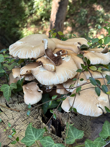 Cyclocybe cylindracea