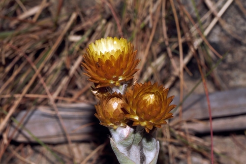 Helichrysum nitens