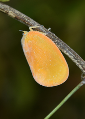 Flatida