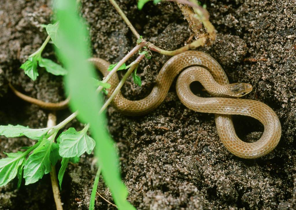 Taylor’s Ground Snake