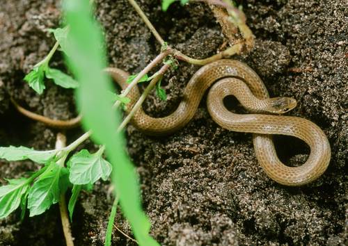 Taylor’s Ground Snake