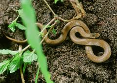 Taylor's Ground Snake photo 2