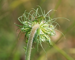 Poecilimon cretensis