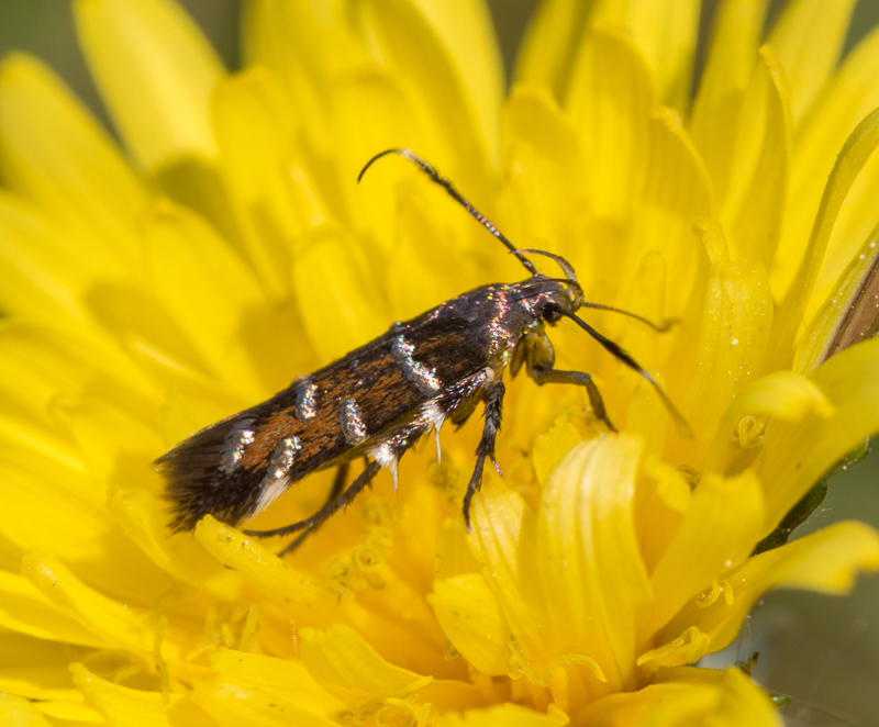 Pancalia nodosella