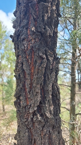 Red Ironbark (Eucalyptus sideroxylon)