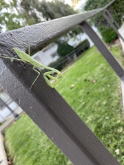 Stagmomantis