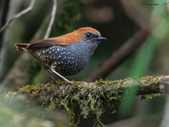 Gould's Shortwing photo 1