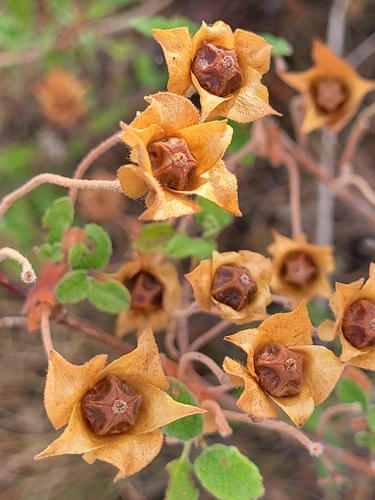 Avistamiento Cistus salviifolius