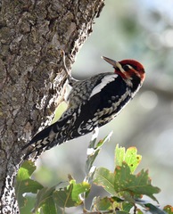Sphyrapicus ruber × nuchalis