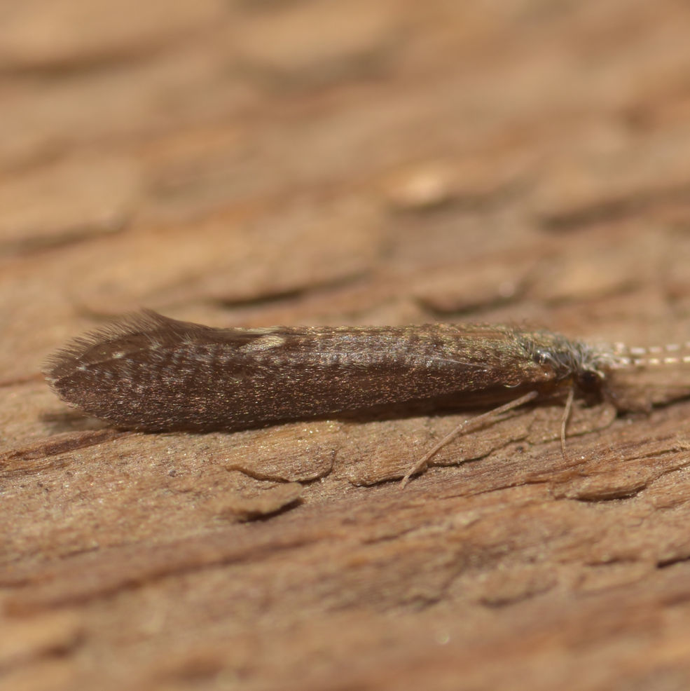 American Long-horned Caddisfly