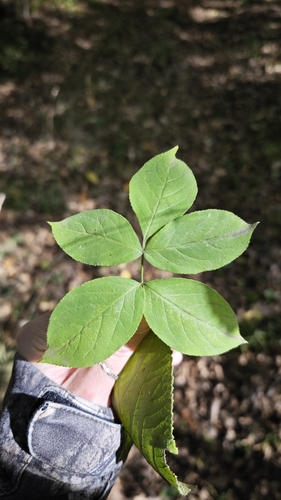 European bladdernut
