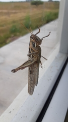 Schistocerca americana