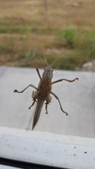 Schistocerca americana