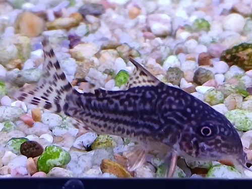 Sterbas pantsermeerval (Corydoras sterbai) — Callichthyidae — 4