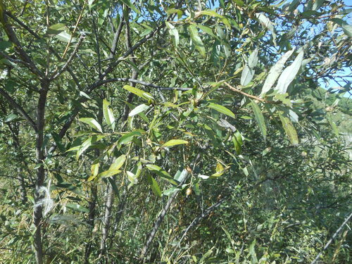 Salix pierotii iNat (1)