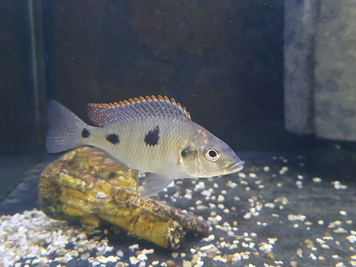Viervlek-malawicichlide (Otopharynx tetrastigma) — Cichlidae