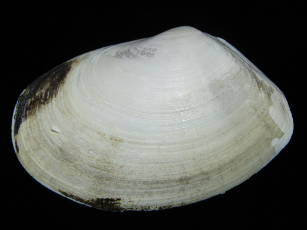 Toheroa