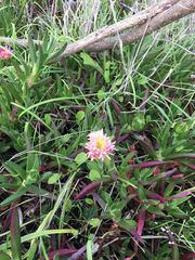Carpobrotus aequilaterus