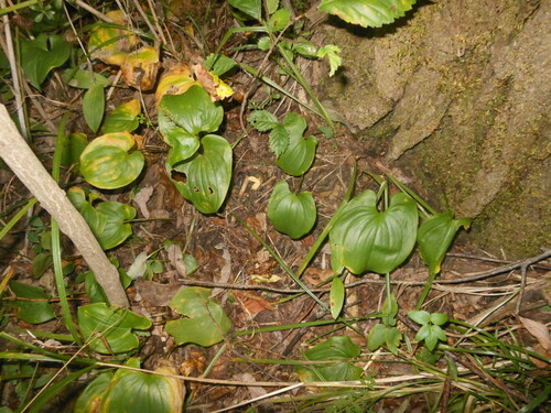 Maianthemum × intermedium iNat (2)