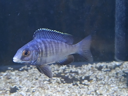 White-lipped placidochromis (Placidochromis phenochilus) — Cichlidae — 4